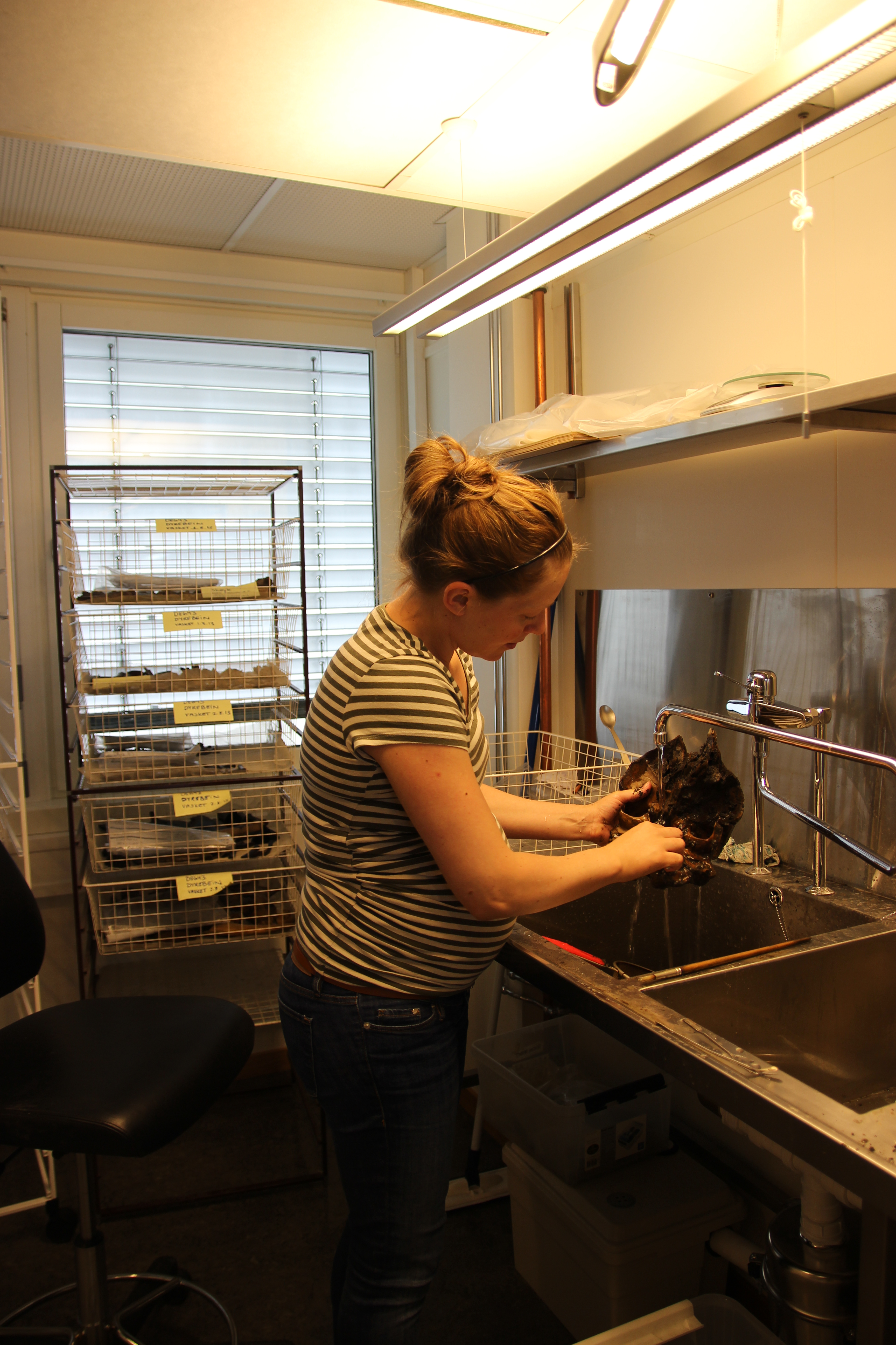 Anne Østergaard Jensen vasker dyreknokler funnet på DEG43-prosjektet i Bjørvika. Dette er deler av et kranium til et storfe - trolig storoksen!
